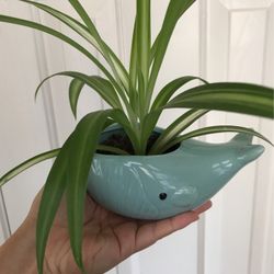 Variegated Spider Plant In Cute Whale Pot