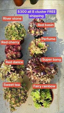 $300 For 8 Clusters Aeonium FREE Shipping 