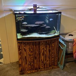 Fish Tank Aquarium 