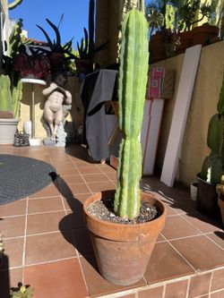 San Pedro cactus, Echinopsis Pachanoi