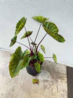 Hawaiian Punch Elephant Ear Colocasia Tropical Plant