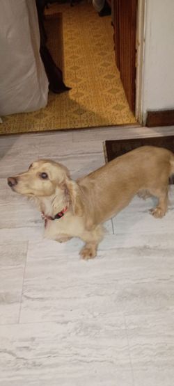 Dog Crate