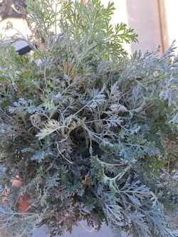 Fresh Bunch Wormwood / Ajenjo