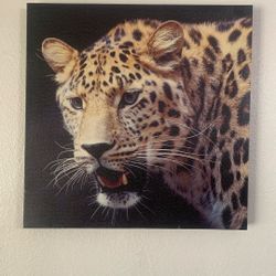 Cheetah Canvas