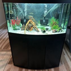 45 Gal Bowfront Aquarium Setup