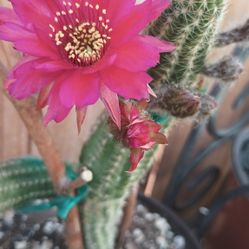 Beautiful Flower Cactus.
