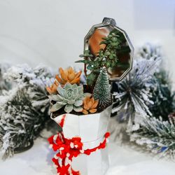 Succulent Arrangement 