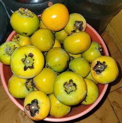 Persimmons Organic Home Grown