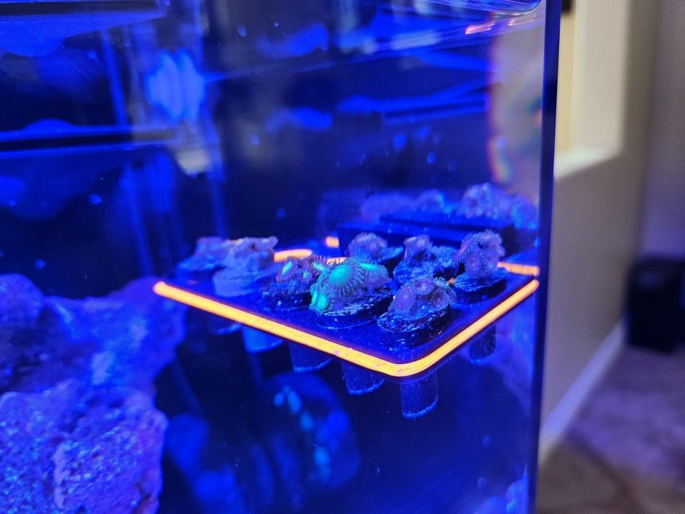 Fake Zoa Coral Decoration
