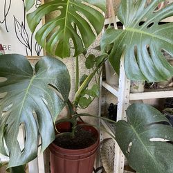 Bonita Planta natural Monstera a Buen precio a $40