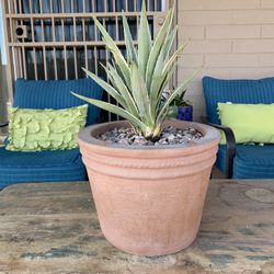 Yucca Plant In Clay Pot