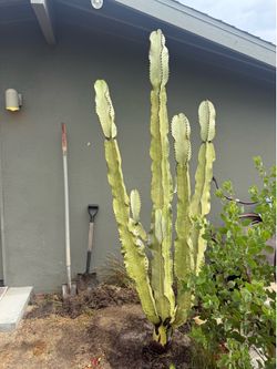Cactus (Euphorbia Ammak)
