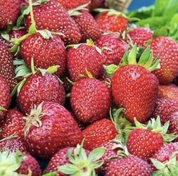 Albion Strawberry - Day Neutral Strawberry Plants (25 Bare-Root plants