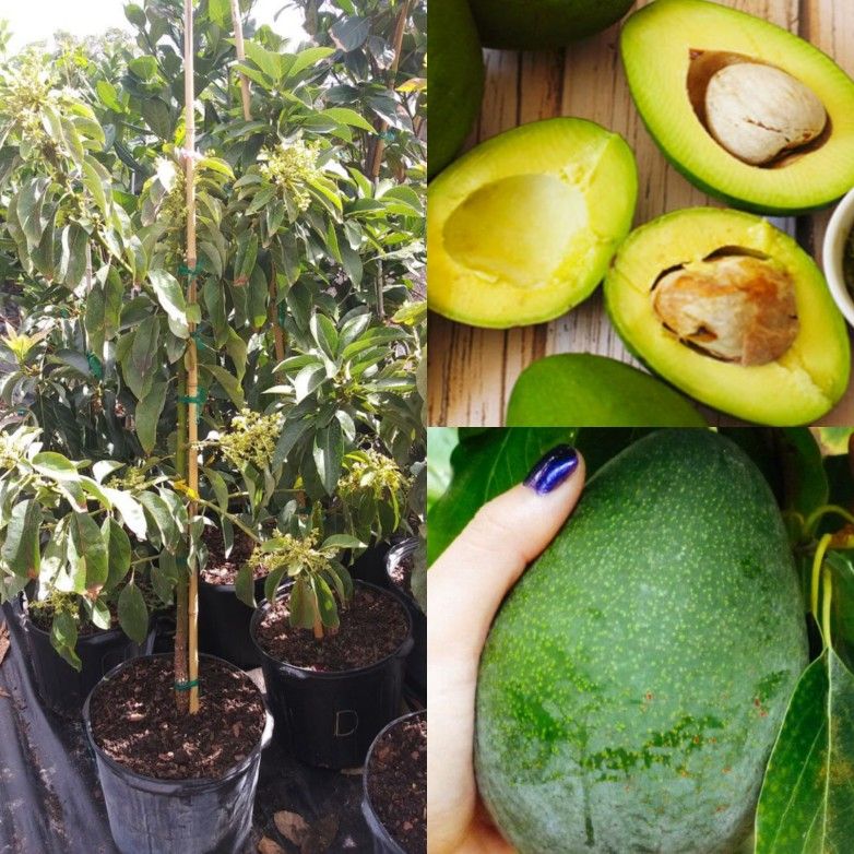 Simmonds Avocado Grafted Trees 7gal Arboles De Aguacate Injertados Simmons