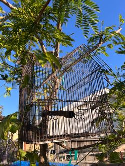 Bird cages
