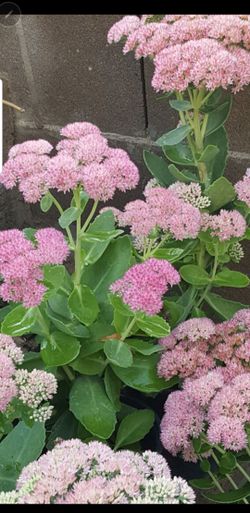 Best perennial SEDUM × Autumn Joy perennial and various other flowers
