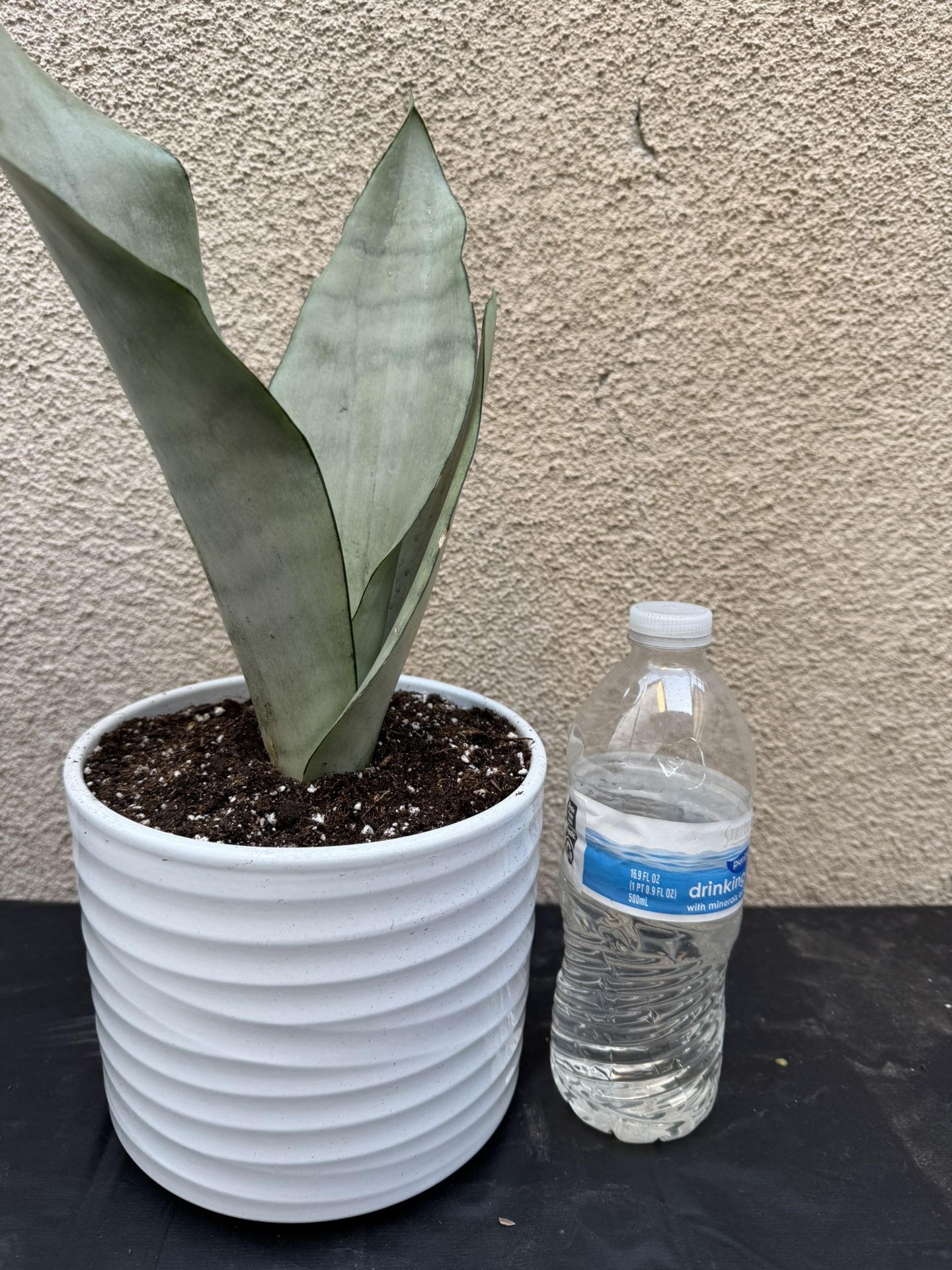 Moonshine Snake Plant
