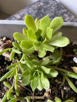 Tree Aeonium, Ghost Plant, Little Pickles, Purple Heart and two Little Lemons Tree