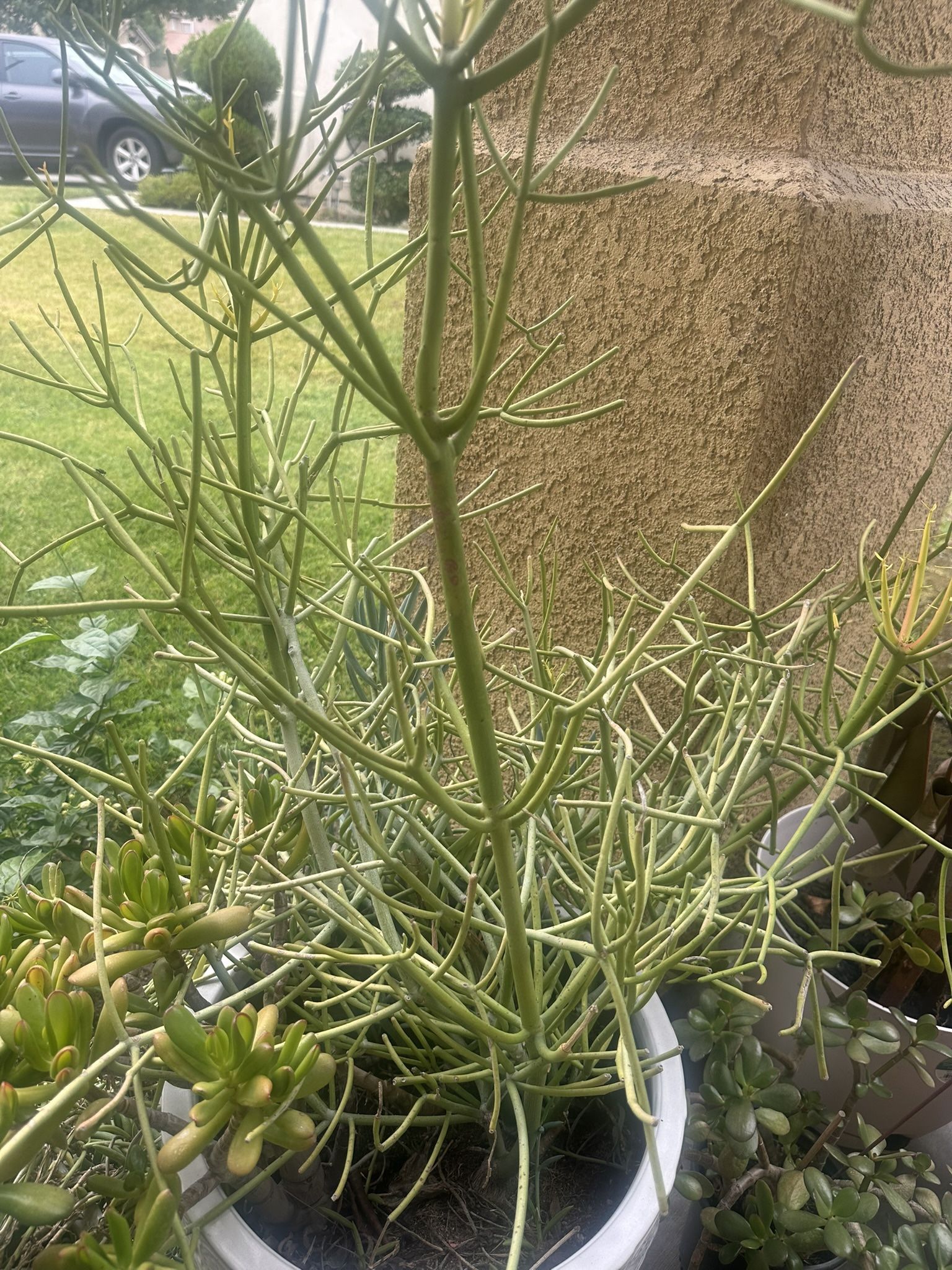 Plant