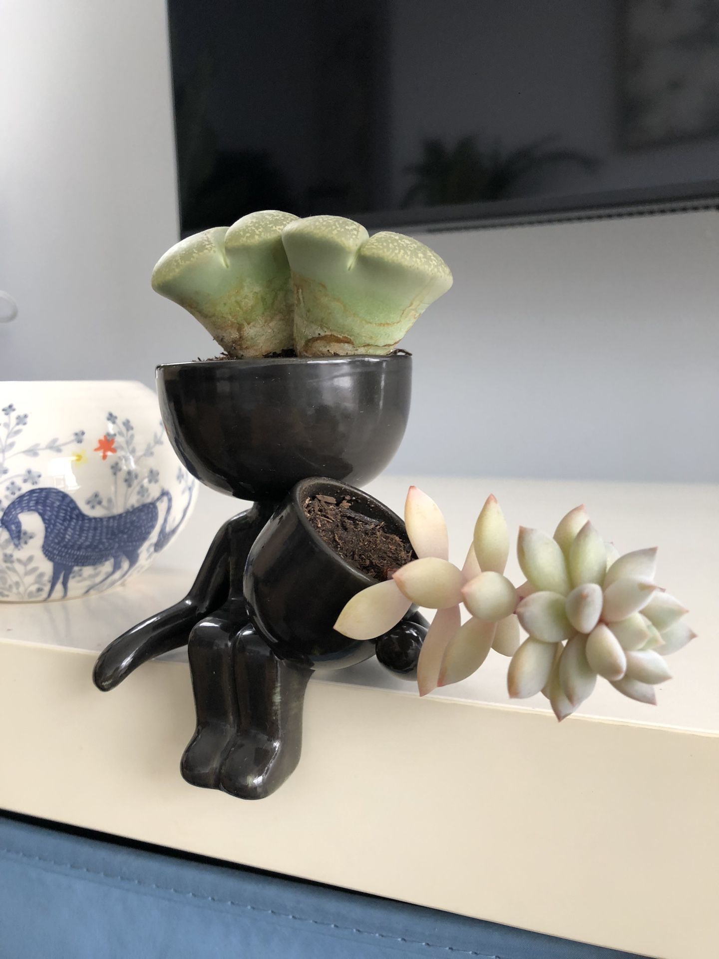 Real Succulents In cute Pot