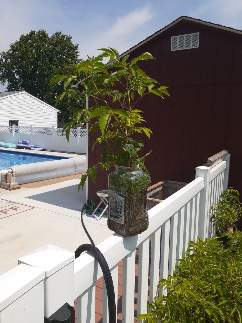 Elderberry Plants
