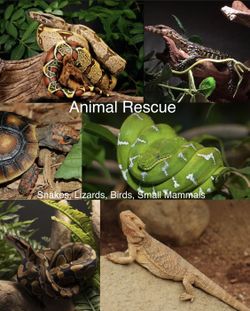 Animal Rescue