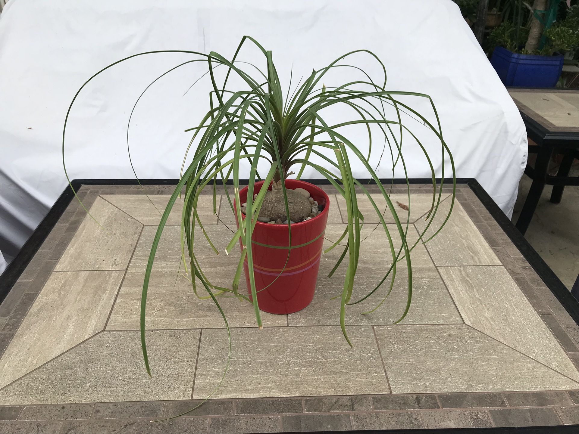A cute ponytail palm in a ceramic pot