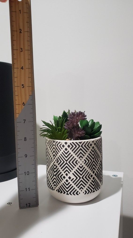 Desktop Succulent Decor