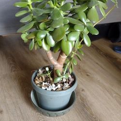 Jade Plant