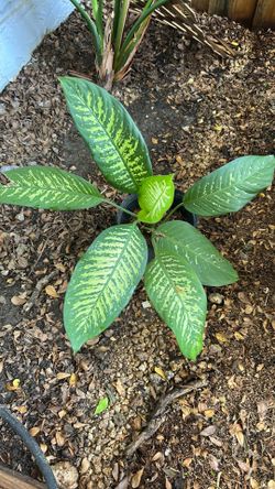 Dieffenbachia Seguine Plant
