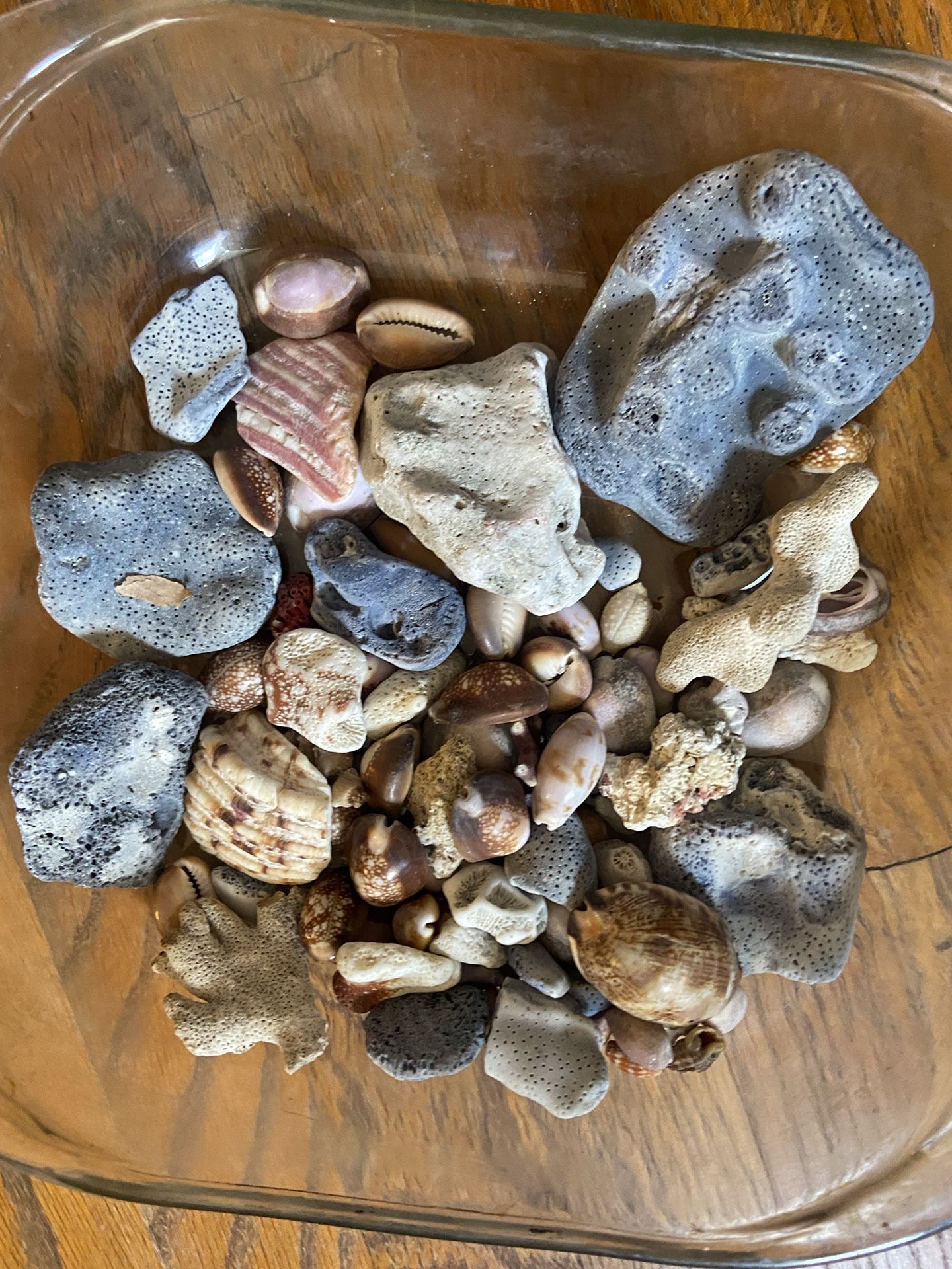 Authentic Coral, Shells, Rocks For  Aquariums / Decor