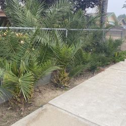 Se Vende Palmas 30 Dólares Cada Una 