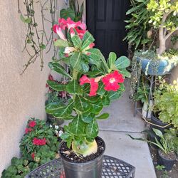 Large Dessert Rose Plant $48