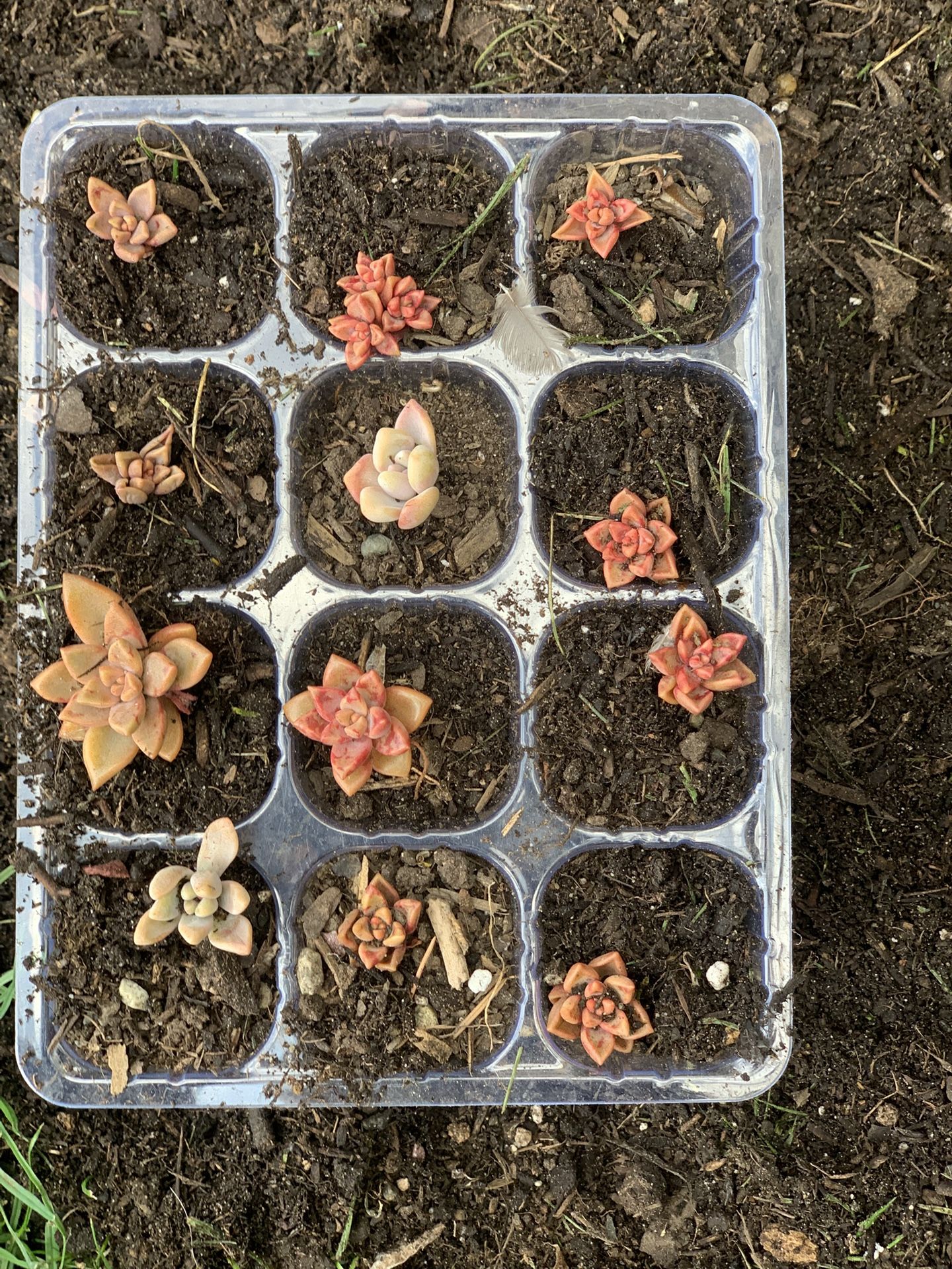 12 Succulents $8