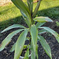 Planta para adentro y fuera