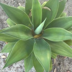 Plant 🪴 With Red Pot $10