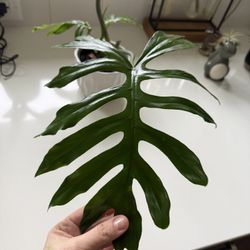 Philodendron Mayoi 