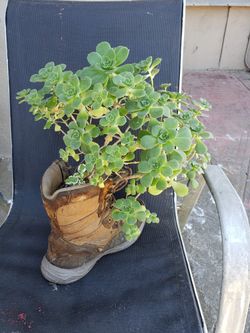 Plant For Sale