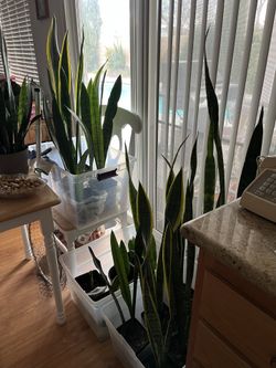 Indoor Plants $15 Each