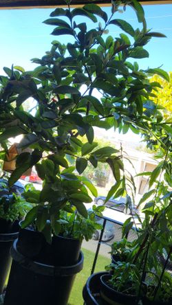 Pick Guava Tree Plant
