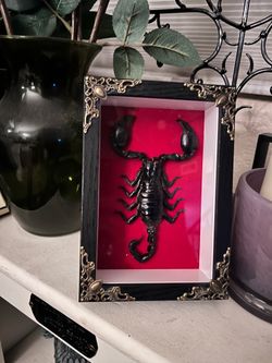 Gothic scorpion taxidermy