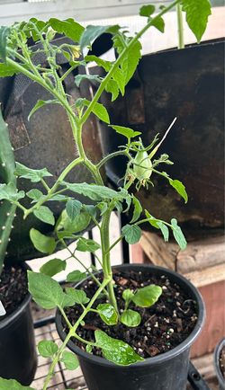 Roma tomato in 1 gal