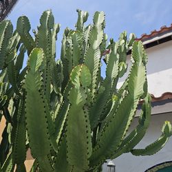 African Candelabra Succulent Tree