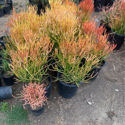 Plants 