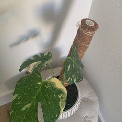 Thai Constellation Monstera