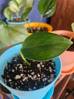 Philodendron 'Birkin'