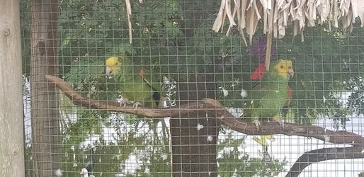 Pair of yellow amazons