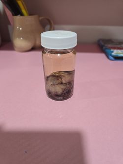 Octopus Wet Specimen 