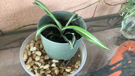 Spider  Plants 🌱 🪴 