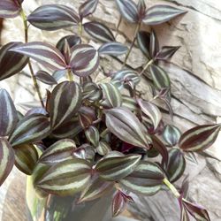 Beautiful House Plant Tradescantia Zebrina In Cute Ceramic Pot 5.5"H.